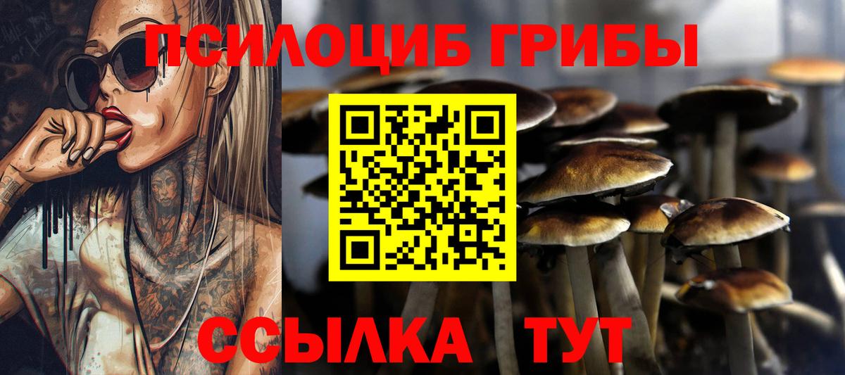 где купить наркоту  Псилоцибиновые грибы ЛСД  Вход с VPN  Заволжье  Псилоцибиновые грибы Cubensis 